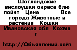 Шотландские вислоушки окраса блю пойнт › Цена ­ 4 000 - Все города Животные и растения » Кошки   . Ивановская обл.,Кохма г.